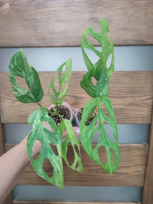 Монстера Frozen Freckles Обліква Перу, Adansonii Indonesian Marble