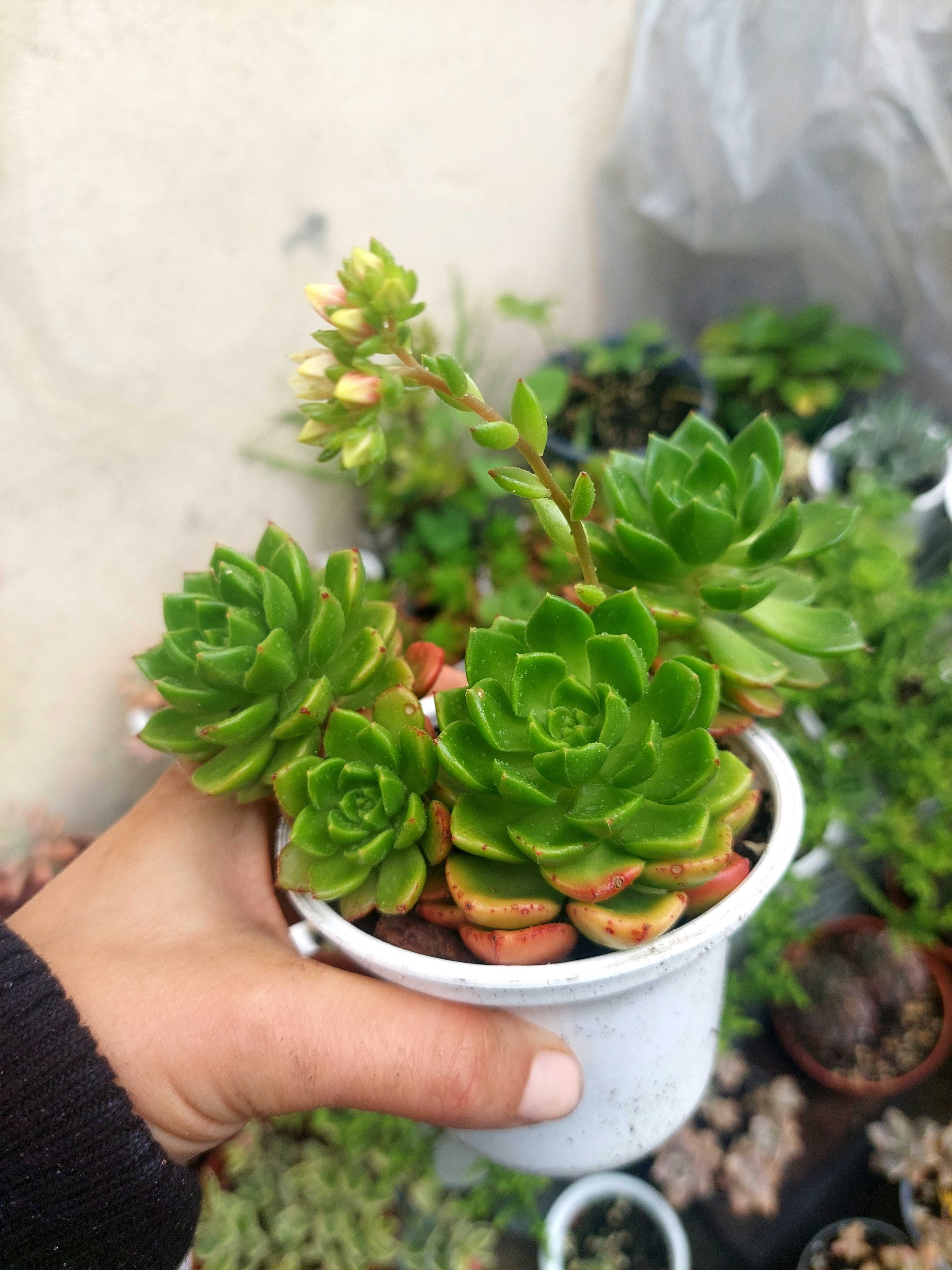 Suculenta Echeveria Letizia