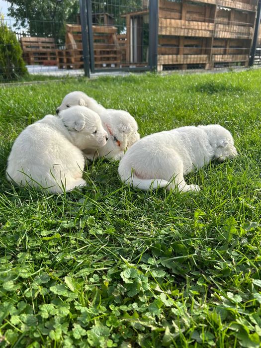 Samoyed – suczka z hodowli "Biała Łapka"
