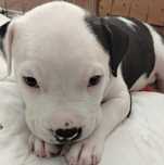 Szczeniak American Staffordshire terrierier