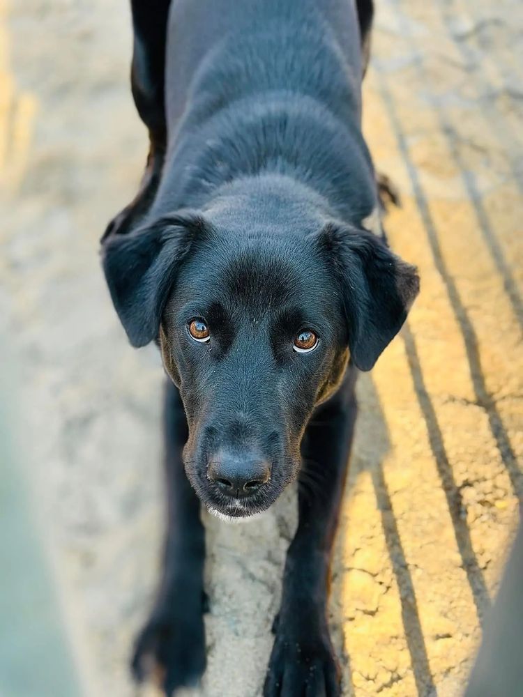 Zorro labrador 2 lata do adopcji