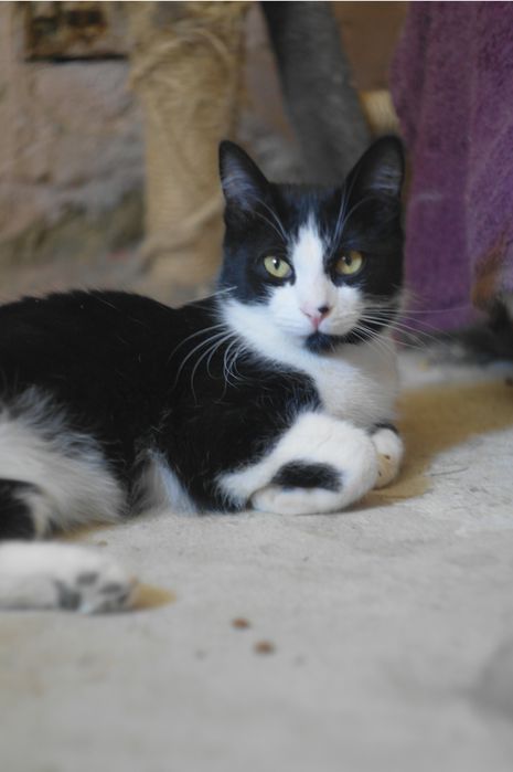 Кот котенок подросток черный белый черно белый