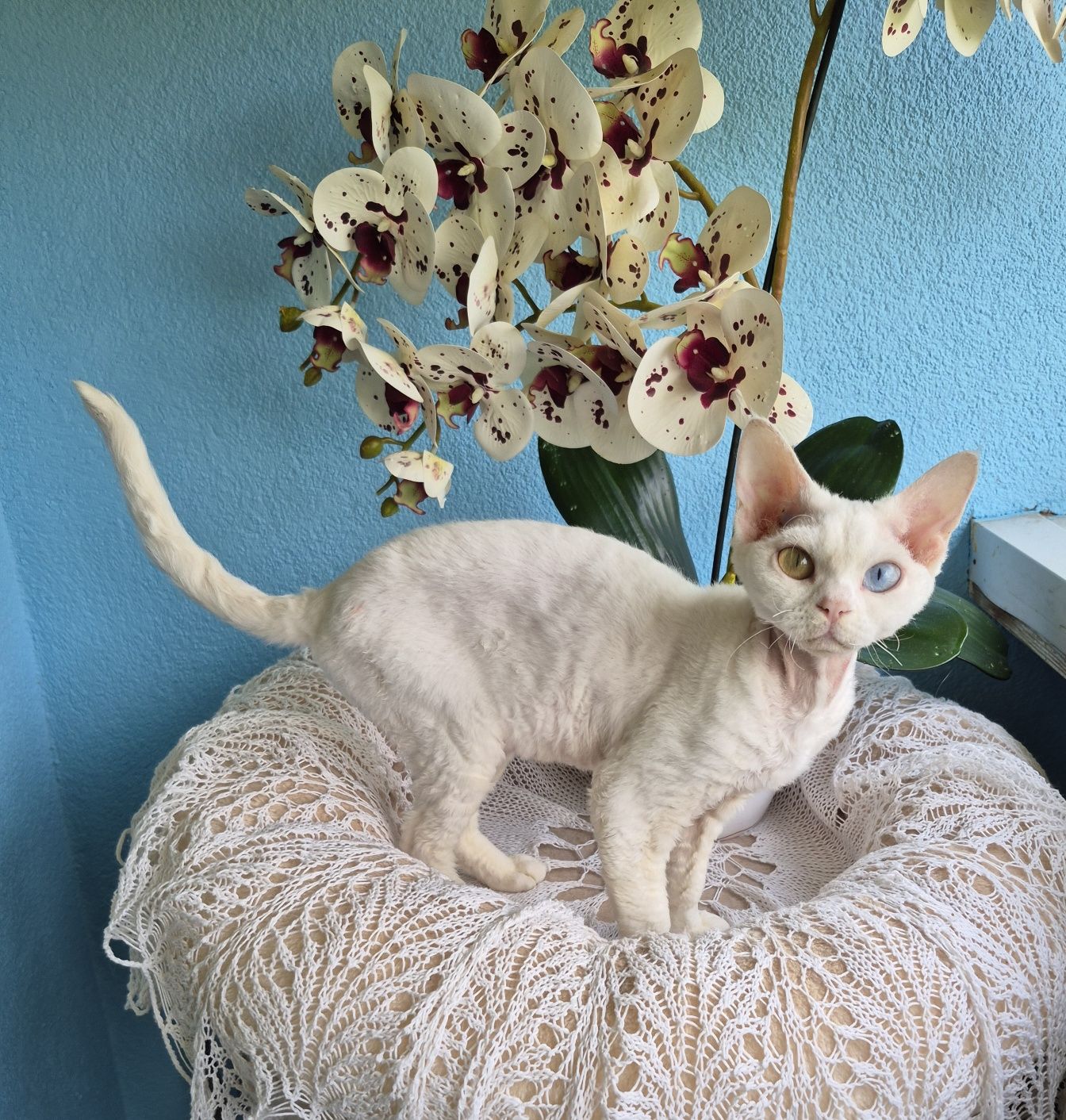 Koteczka Devon Rex Wystawo-hodowlana FPL