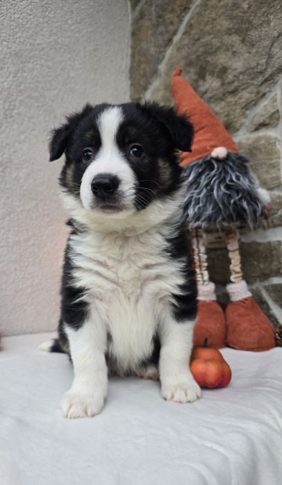 Border Collie piesek Tricolor