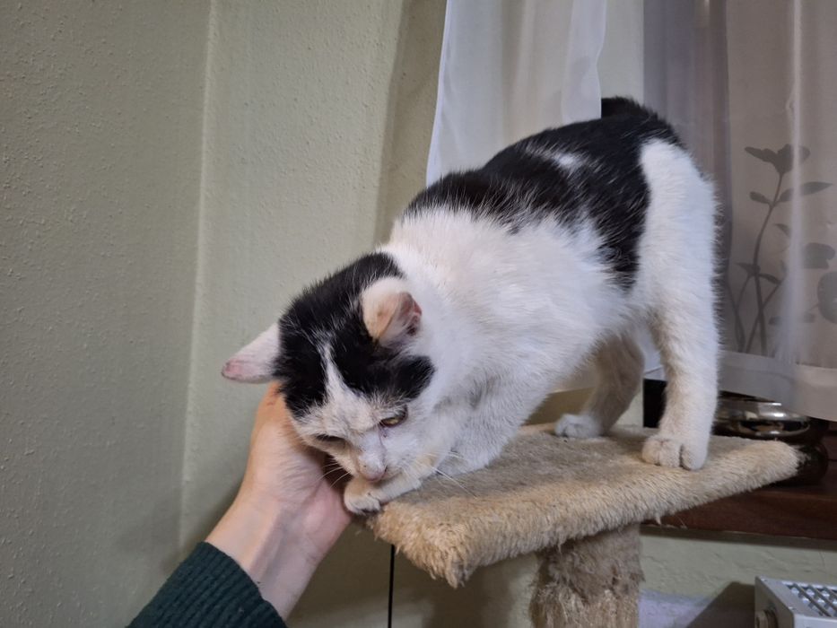 Oddam kotki w dobre ręce