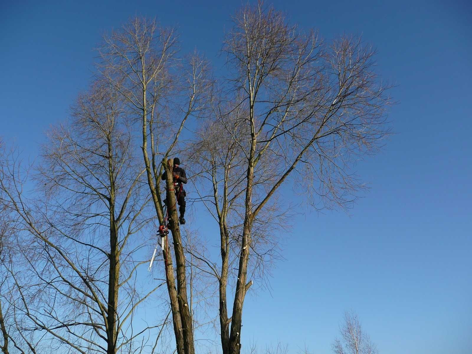 ① Wycinka drzew Wycinka drzewa Wycinanie drzew Karczowanie Alpinistyka