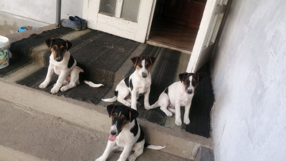 Цуценята фокстерьера