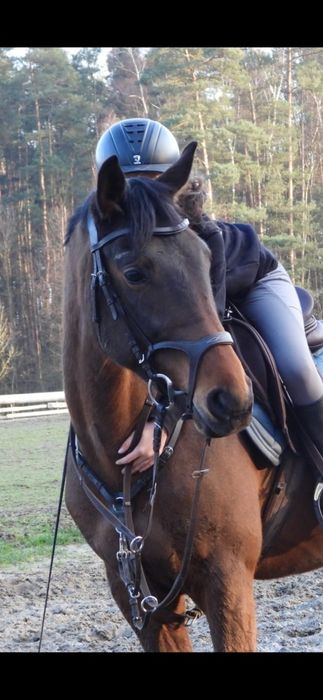 Ogłowie brązowe HKM