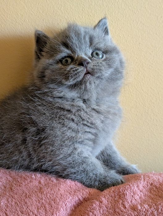 Kotka  Brytyjska Niebieska