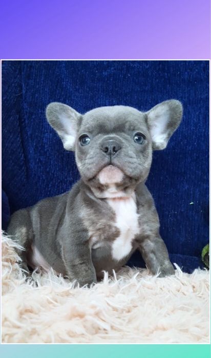 Лапусик мини французик мальчик голубой