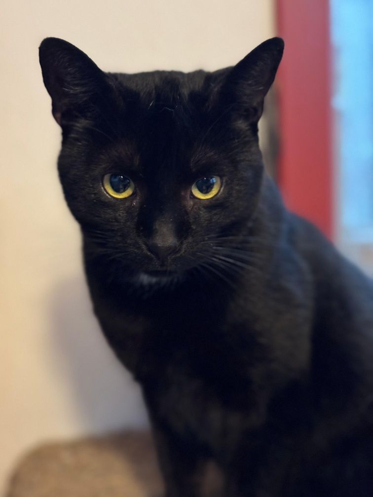 Zelda szuka domku na zawsze