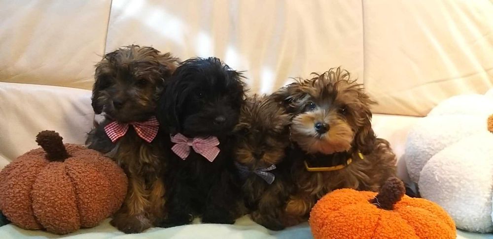 YorkiePoo dostępna czarna suczka gotowa do odbioru