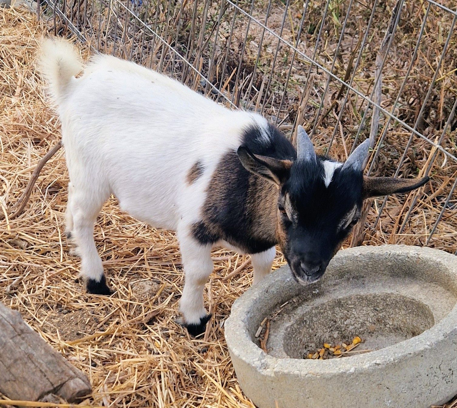 Cabras anãs e cabrito anão