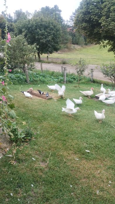 Kaczki piżmowe sprzedam