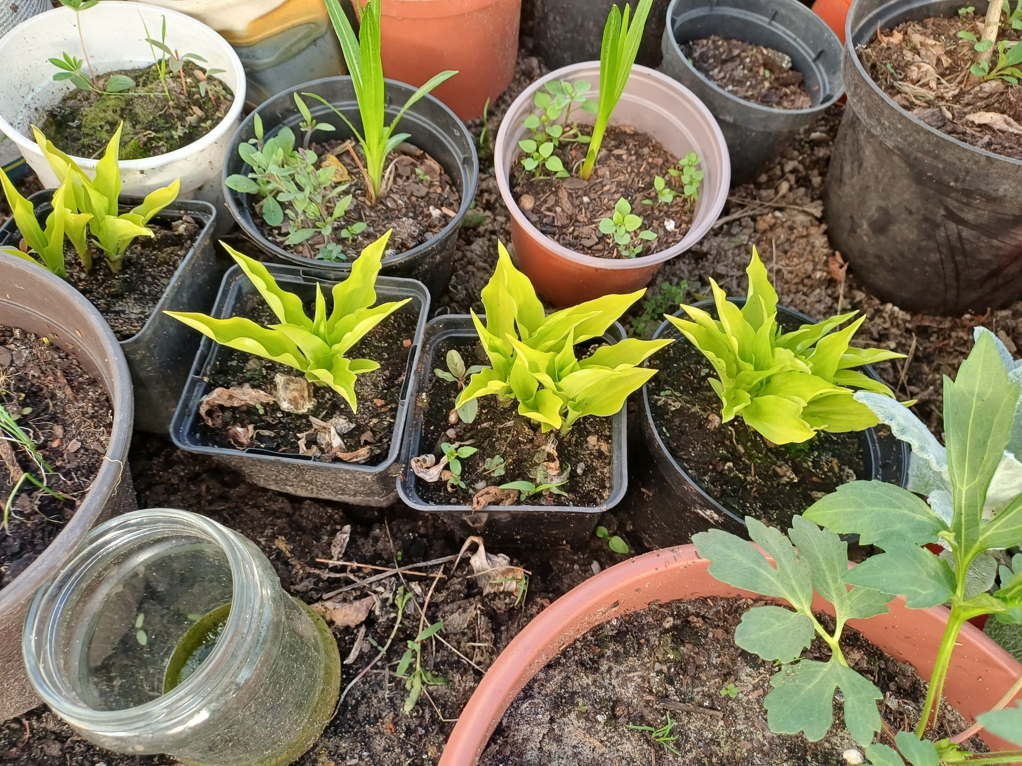 Kwiaty,aksamitka, byliny ,firletka,hosta,jeżówka.
