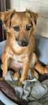 Roczna suczka do adopcji
