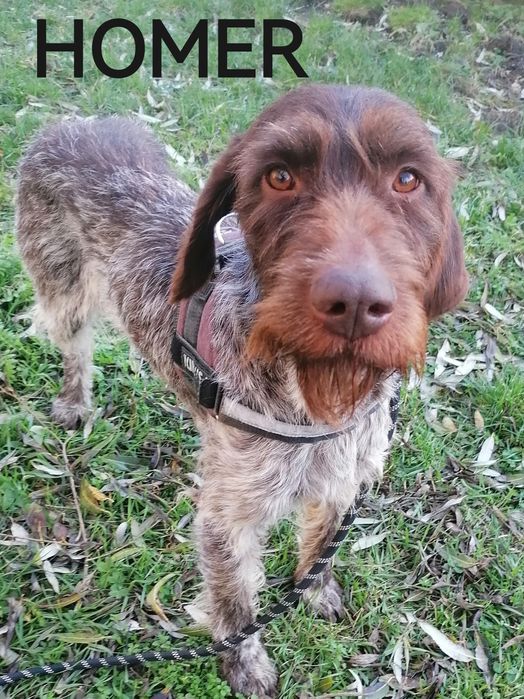 HOMER młody łagodny piesek w typie wyżła szuka domu