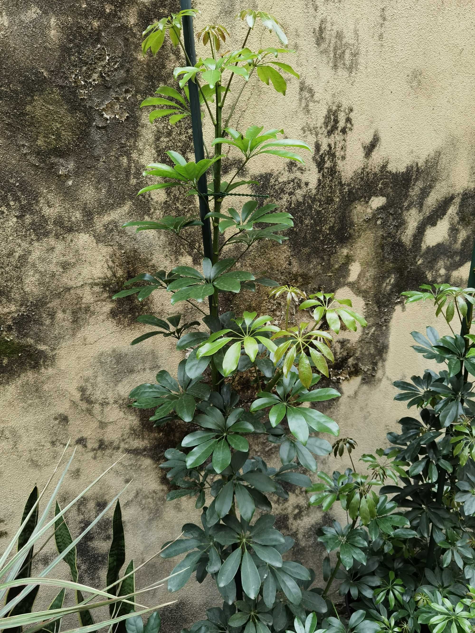 Schefflera, Planta Grande, Planta Alta, decoração, plantas, jardim