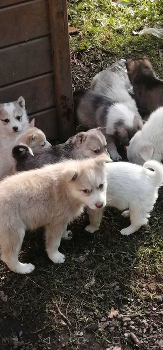15 СОБАЧОК шукають дім!!! Собачка. Песик. Песики БЕЗКОШТОВНО.