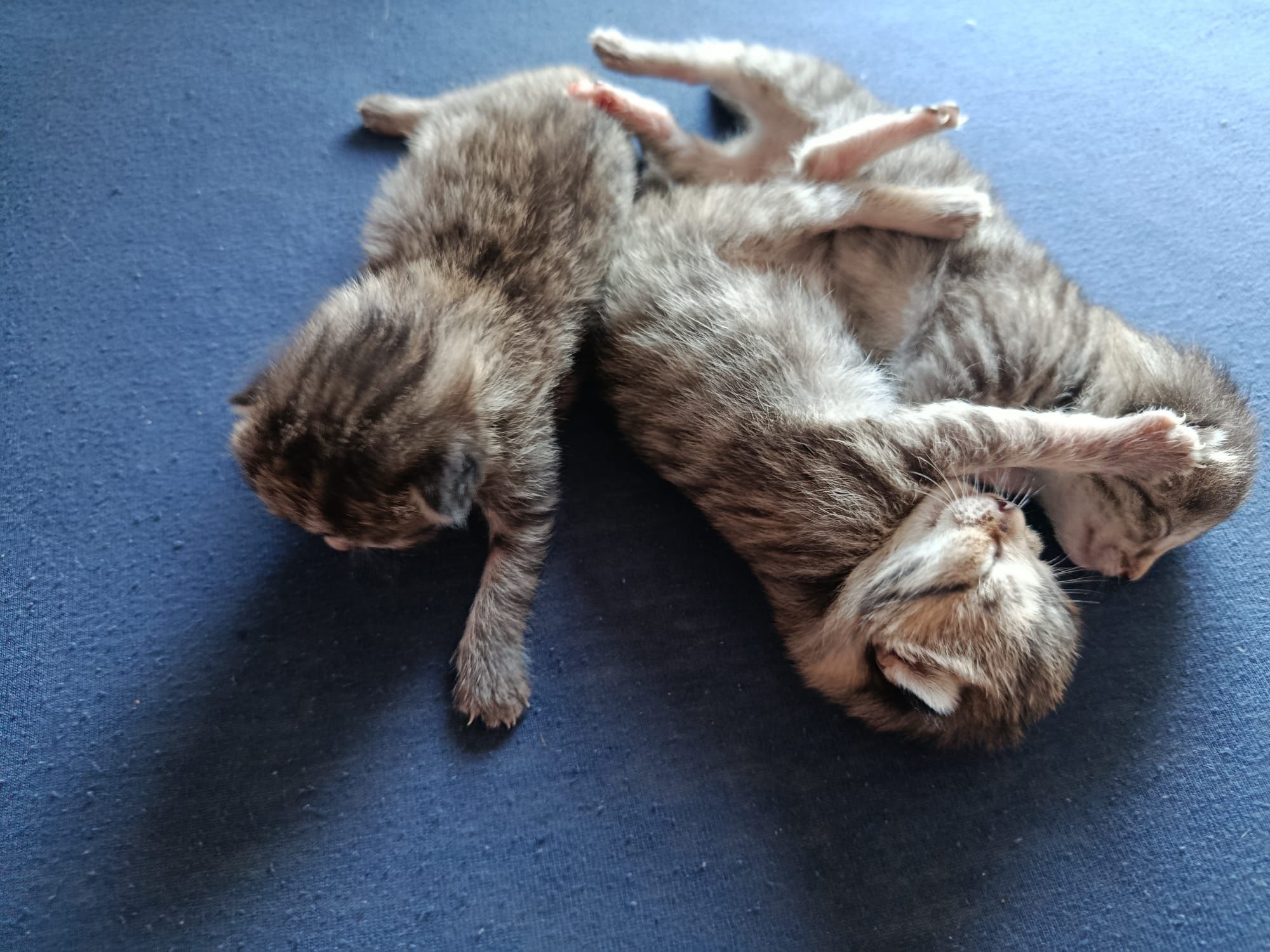 Oddam kotki w dobre ręce
