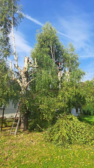 Wycinka i przycinanie drzew Darmowa wycena !!!