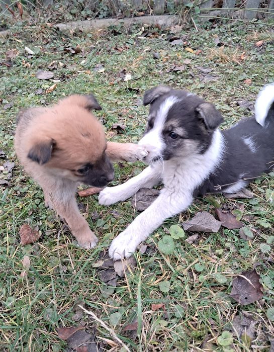 7 милих цуценят шукають люблячий дім