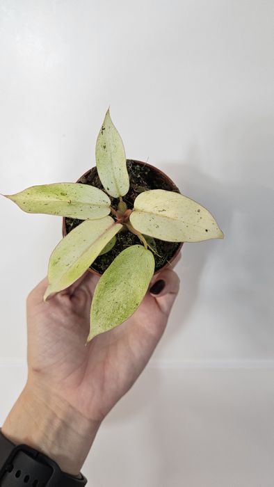 Philodendron Filodendron Snowdrift