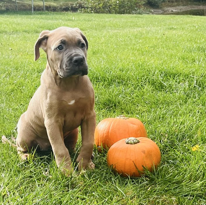 Sunia Puma Nero FCI Cane Corso szczenie po GRAND CHAMPIONIE