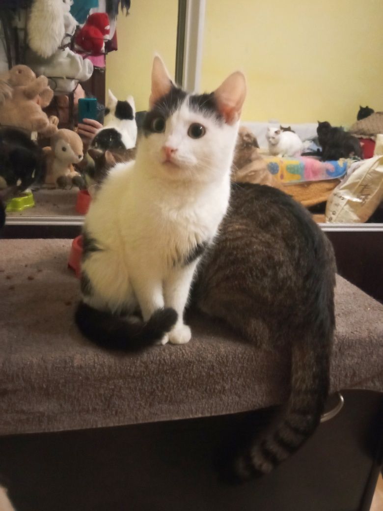 Кіт. Киця. Кошеня.