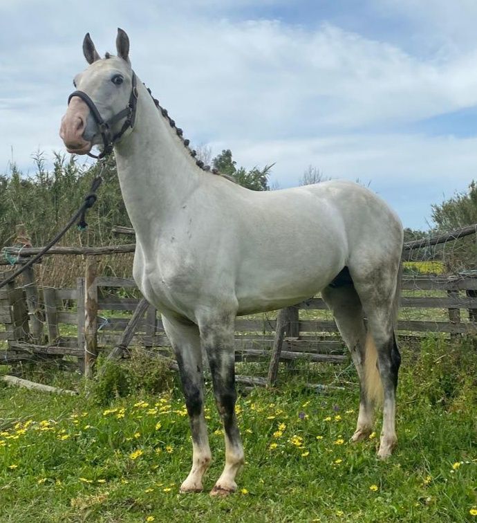 Lindo poldro lusitano