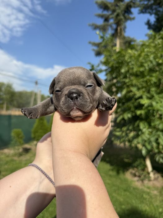 Sunia buldog francuski