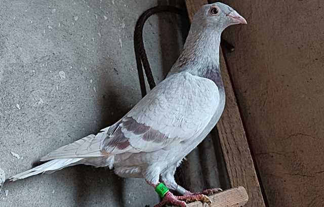 Gołębie Pocztowe! Kapitalny! Płowy! Belg/Stały adres! Ideał! glazer!