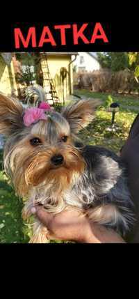 OSTATNI PIESEK MINI YORK z rodowodem,  Yorkshire terrier