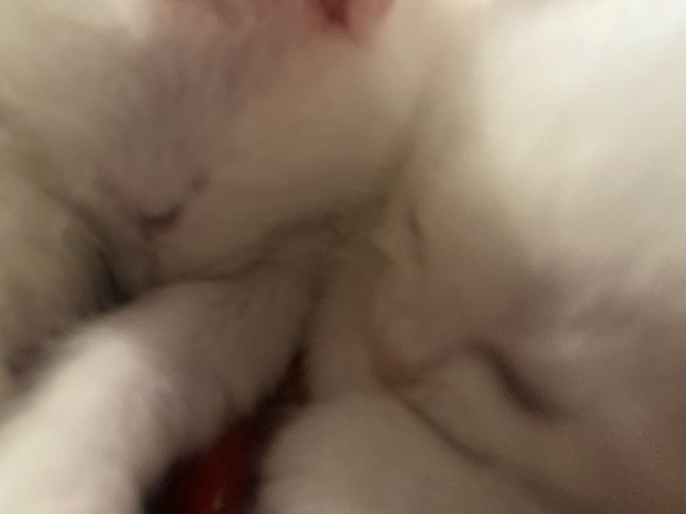 Котенок(девочка) турецкая ангора