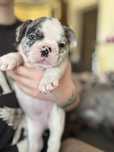 Sunia buldog francuski