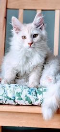 Kocurek Maine coon