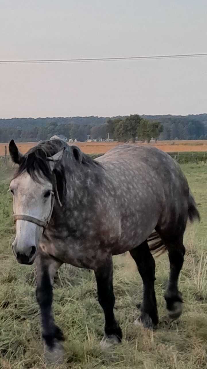Szpaczka 3 letnia zimnokrwista, zażrebiona
