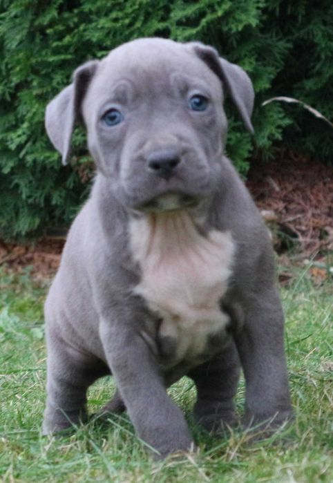 Amstaff Amstaf American Staffordshire Terrier suczka  BLUE Błękitna