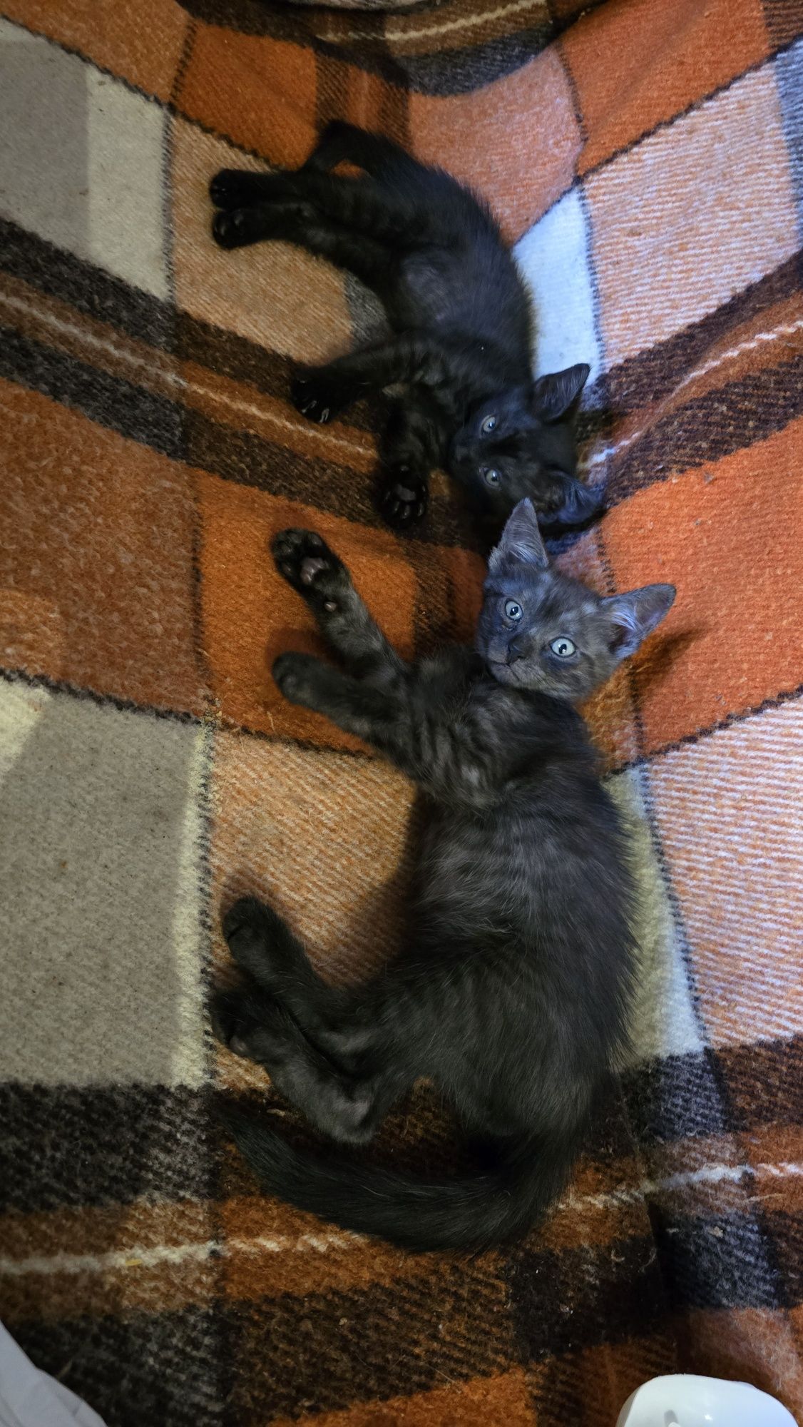Котята  бесплатно