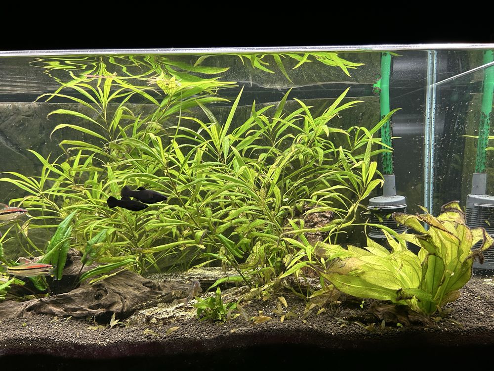 Akwarium 240l diversa