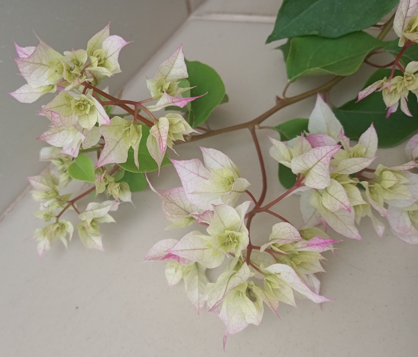 Bugenwilla bougainvillea kremowo zielona 100 cm