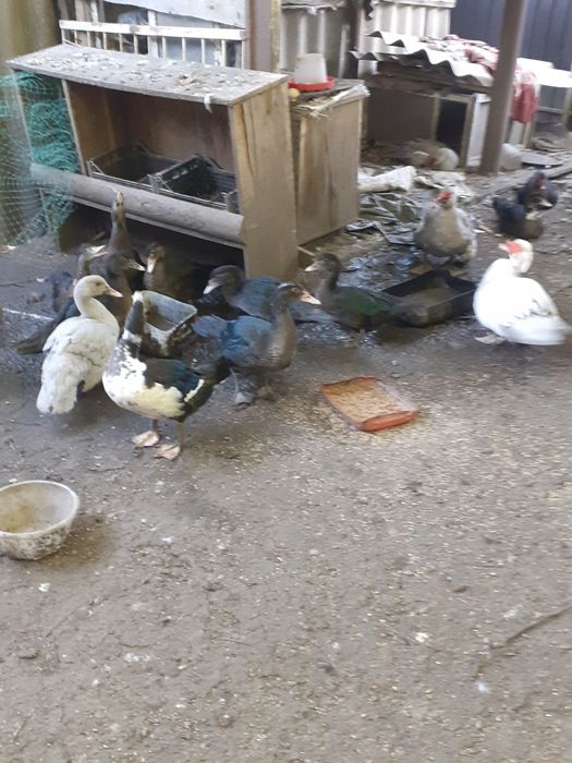 Мускуснiкачки,каченята.