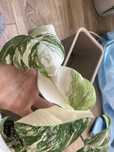 Monstera borsigiana variegata