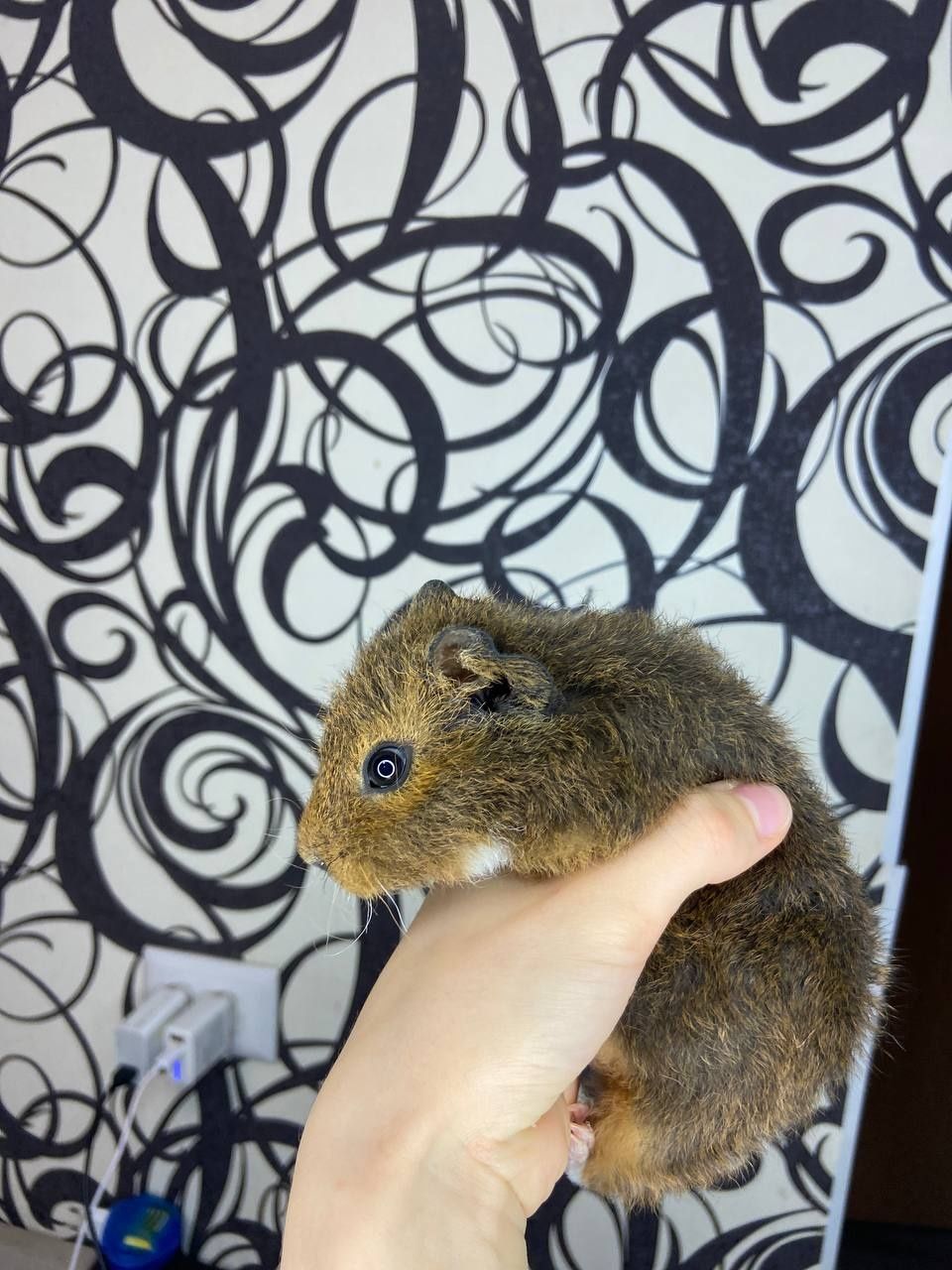 Морские свинки 1 месяц