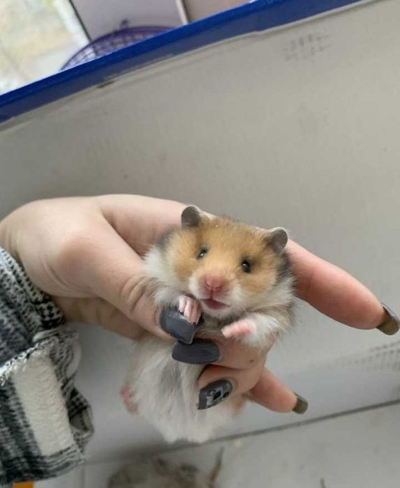 Продам красивого  ангорка,сатин  и др