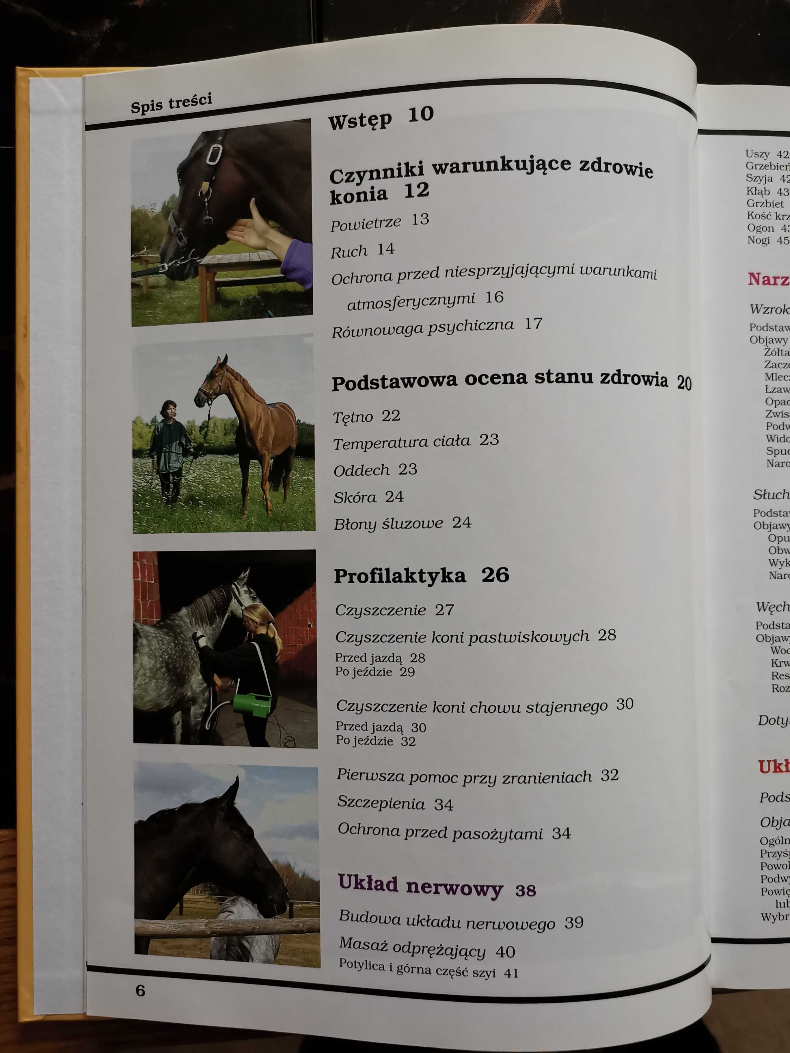 Koń zdrowy jak. Bożena Urbaniak-Czajka