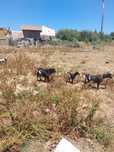 Cabras anãs fêmeas e machos