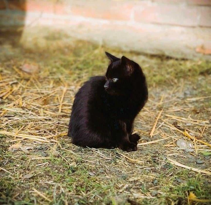 3 kocięta do adopcji