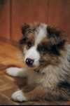 Border Collie suczka