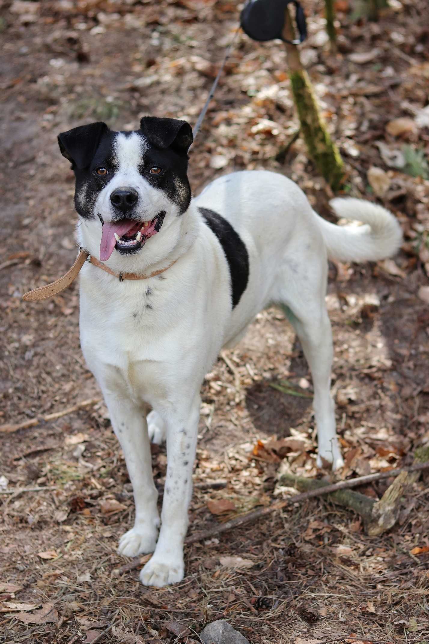 Wesoły Maksio poleca się do adopcji